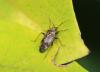 Lygus rugulipennis